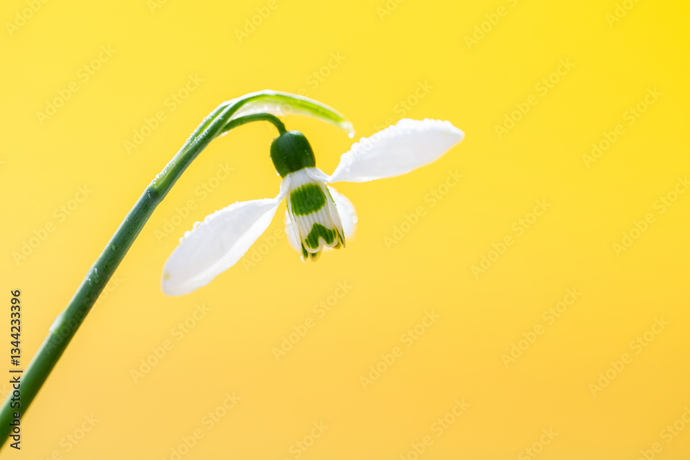 snowdrop