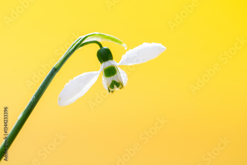 Obraz na płótnie snowdrop w salonie