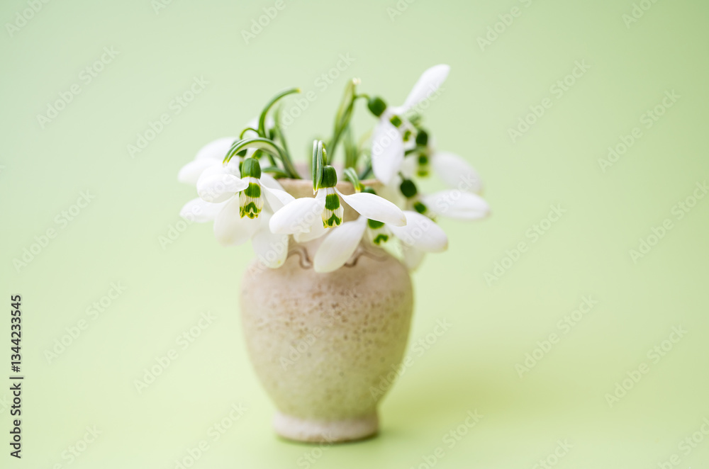 snowdrops close-up