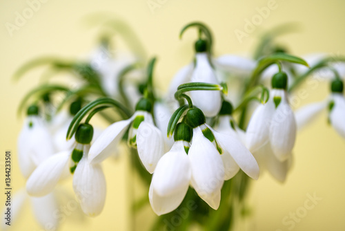 Obraz na płótnie snowdrop w salonie