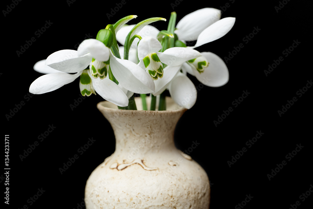 snowdrops close-up