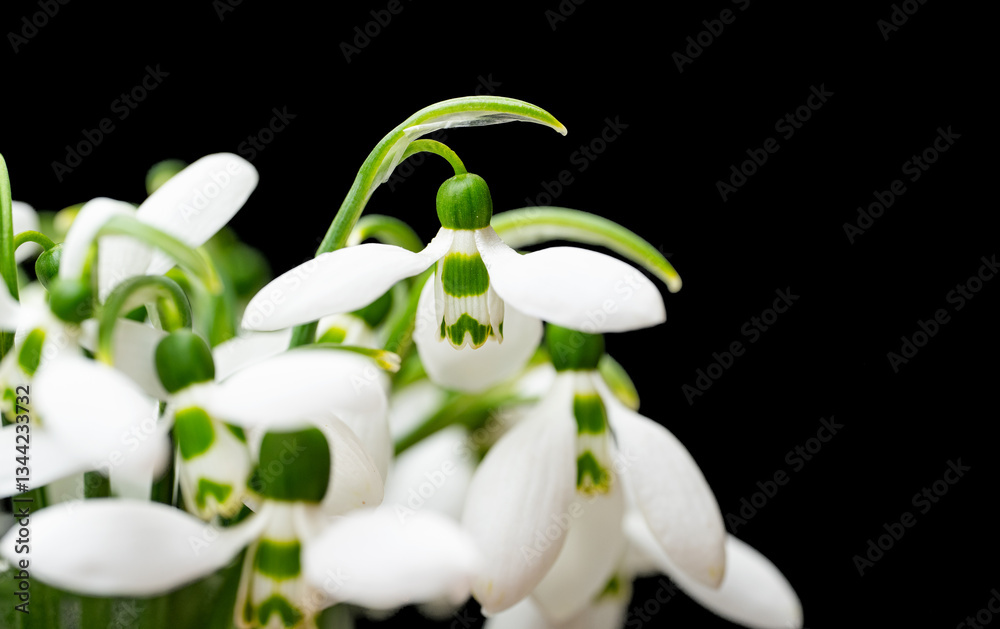 snowdrops close-up
