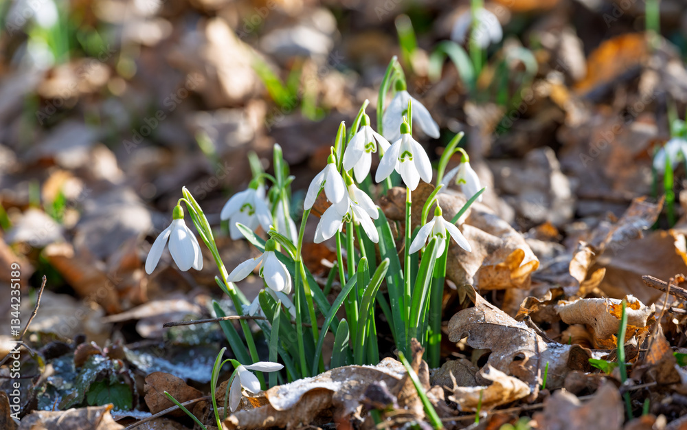 snowdrops first spring flowers