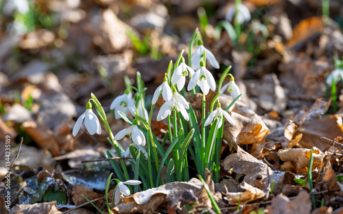 Obraz na płótnie snowdrops first spring flowers w salonie