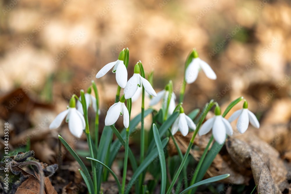 snowdrops first spring flowers