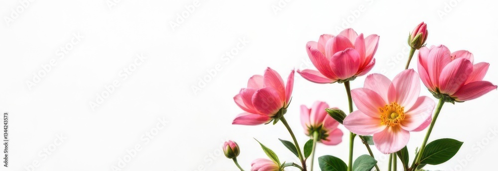 Delicate pink dahlia flowers creating a beautiful floral arrangement on white background Delicate pink dahlia flowers creating a beautiful floral arrangement on white background