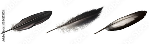 Three different bird feather quill pens isolated on a transparent background