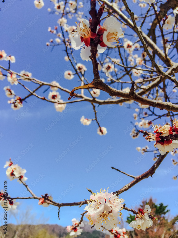 Japanese Apricot Blossom Branch Against Clear Sky, Spring Travel Japan Japanese Apricot Blossom Branch Against Clear Sky, Spring Travel Japan