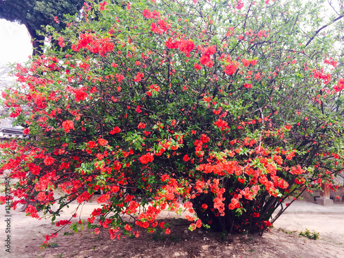 Japanese Quince Bush in Full Bloom: Spring Travel Inspiration, Vibrant Red Flowers