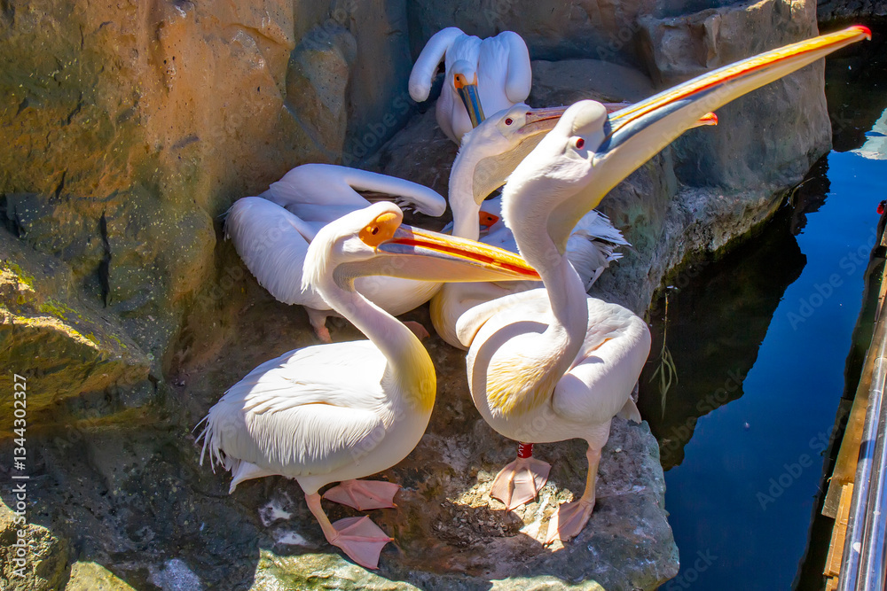 Pelicans resting and interacting by water