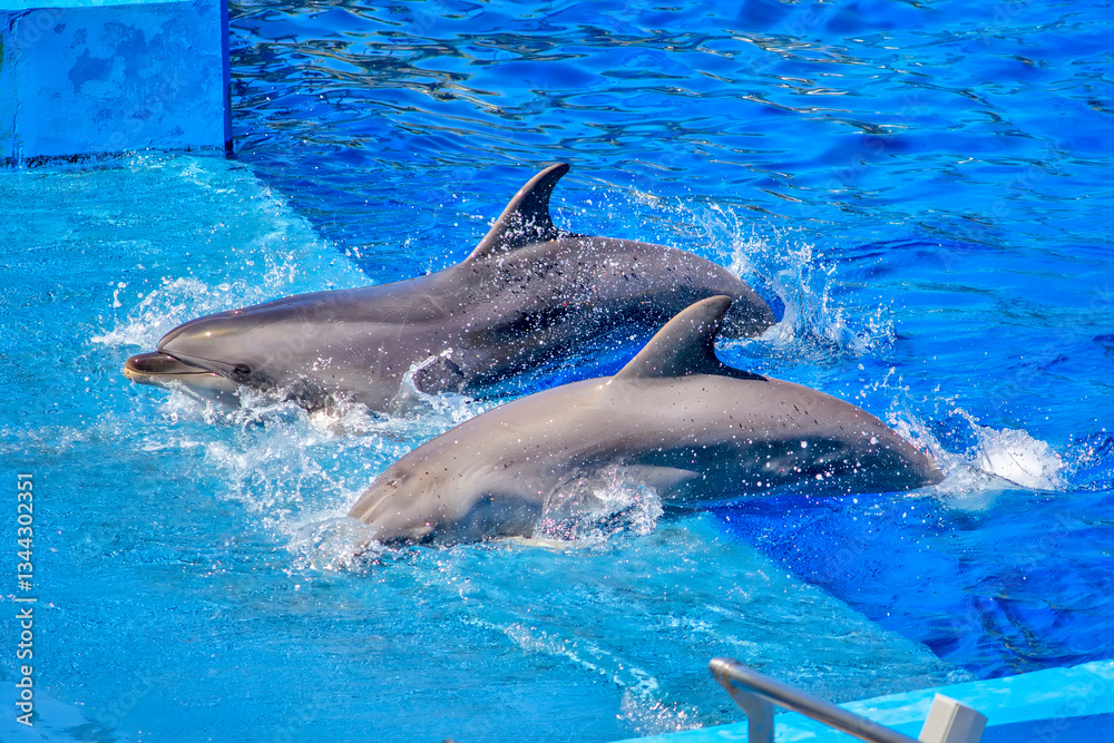 Obraz premium Dolphins Splashing in a Synchronized Performance