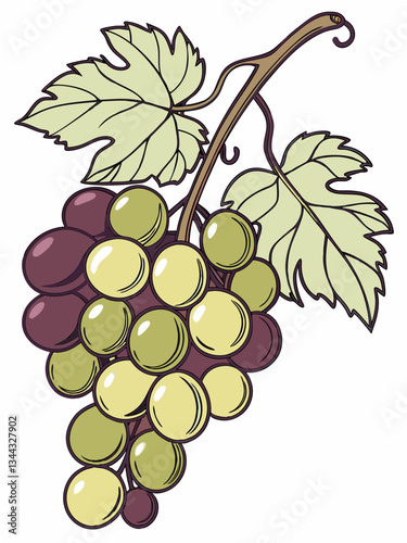 Vibrant Grapes: A colorful illustration of a cluster of grapes on the vine, showcasing the natural beauty and bounty of the harvest. 
