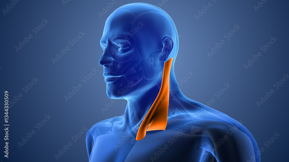 Fototapeta premium Animation of the sternocleidomastoid muscles pain