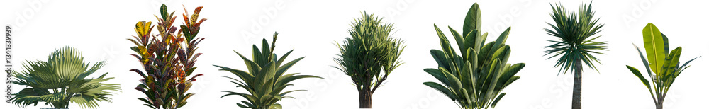 Fototapeta premium Indoor and outdoor plants for interior or yard decoration isolated png on a transparent background premium realistic cutout 