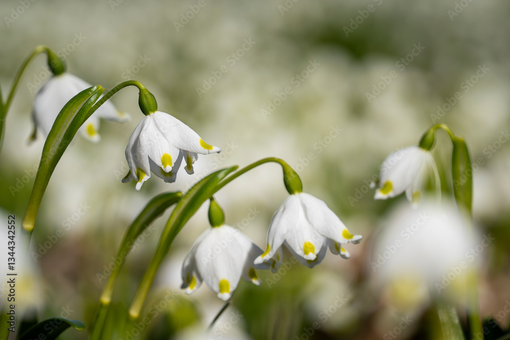 Closeup of snowflake flowers on a sunny day. Floral background. Leucojum vernum - early spring snowflake flowers in the park. Selective focus, background. Closeup of snowflake flowers on a sunny day. Floral background. Leucojum vernum - early spring snowflake flowers in the park. Selective focus, background.