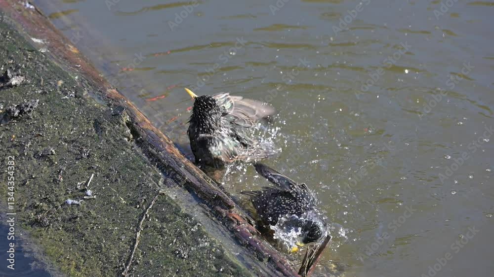 Common Starling (Sturnus vulgaris) washing their feathers on a log in shallow water. [Slow motion x10]