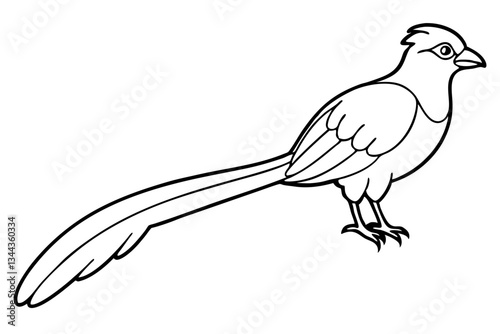 quetzal line art silhouette vector illustration