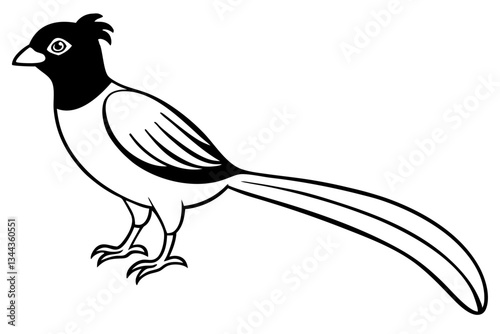 quetzal line art silhouette vector illustration