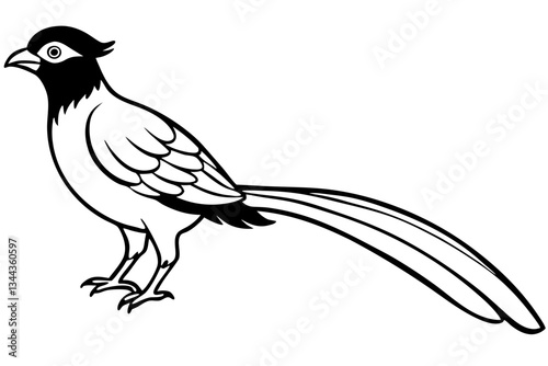 quetzal line art silhouette vector illustration