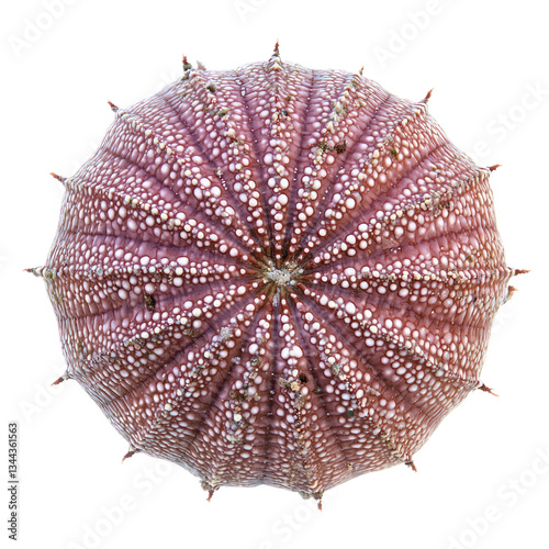 Short-spined sea urchin (Heliocidaris erythrogramma) isolated on transparency background
