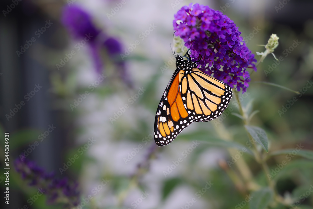 Fototapeta premium Monarch Butterfly on a Black Knight Butterfly Bush Buddleja davidii 'Black Knight'