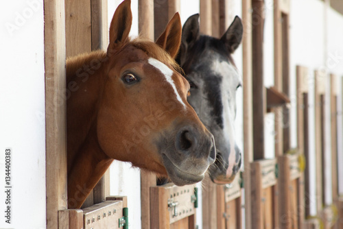 Curious Companions: Horses Peering from Their Stables