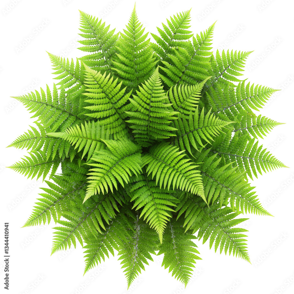 Fern Mandala Lush Green Foliage Arranged in Circular Pattern, Isolated on Transparent Background, Fern, Mandala, Nature Fern Mandala Lush Green Foliage Arranged in Circular Pattern, Isolated on Transparent Background, Fern, Mandala, Nature