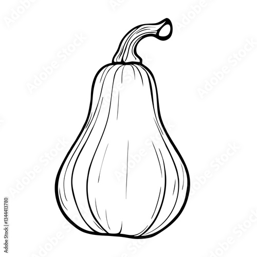 Elegant Vector Line Art Drawing of a Butternut Squash