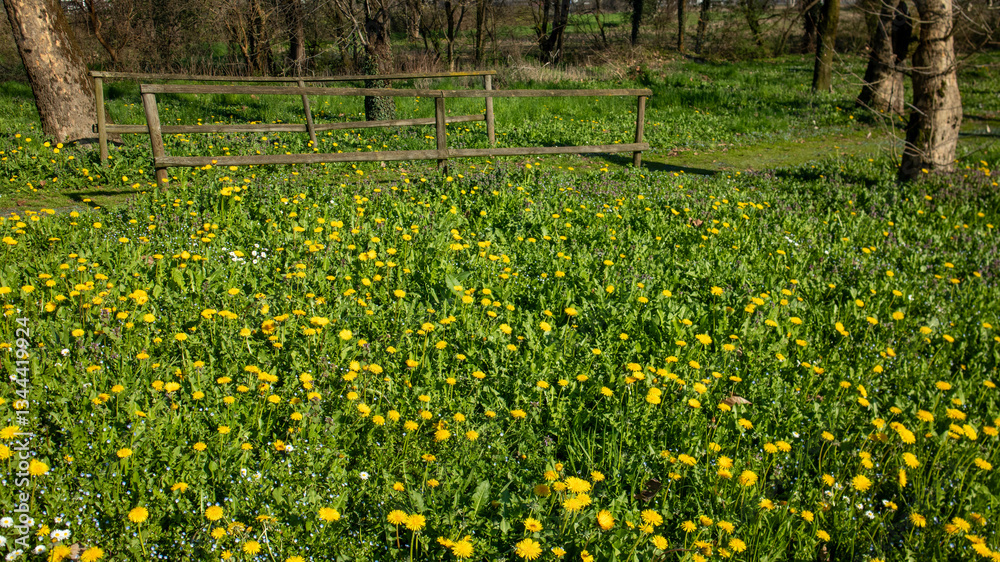 Obraz premium field of yellow flowers