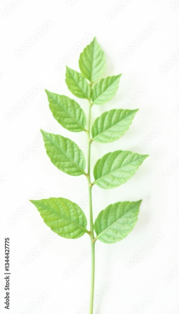 Obraz premium Tiny delicate leaf isolated on white background, foliage, single, flower