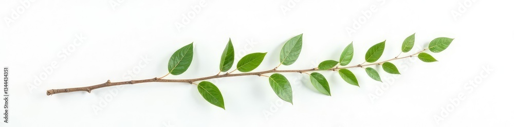 Naklejka premium Single isolated branch on white background, with subtle texture and shadows, minimalist, single