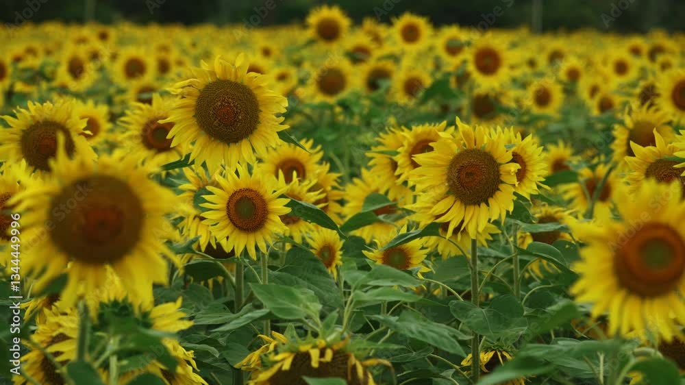 Beautiful Sunflower in a Blooming Sunflower Field – Vibrant Yellow Flower in a Serene Landscape. Beautiful Sunflower in a Blooming Sunflower Field – Vibrant Yellow Flower in a Serene Landscape.
