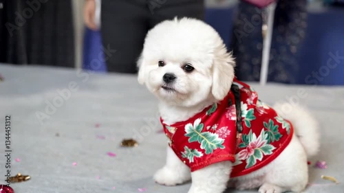 Playful Pup's Fashion: A charming small dog, dressed in a vibrant red and floral-patterned outfit, sits attentively. Capturing the heartwarming image, showcasing the puppy's playful demeanor.