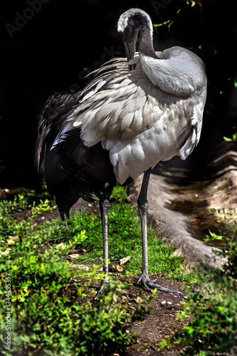 Obraz na płótnie Black-necked crane on the lawn. Latin name - Grus nigricollis w salonie