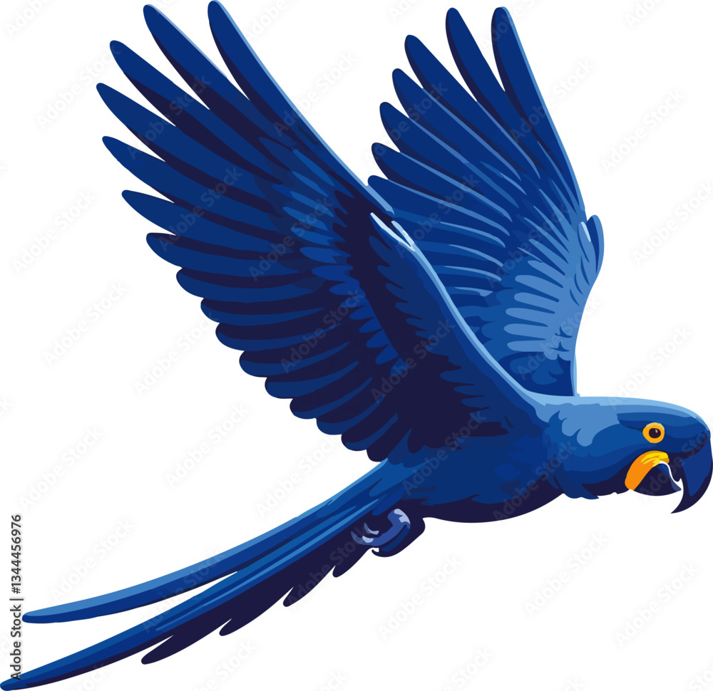 Obraz premium Hyacinth Macaw (Anodorhynchus hyacinthinus) – Blue parrot of the South American Tropical Biomes. Vector illustration on transparent background.