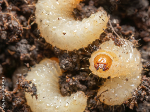 A trio of Vine Weevil larvae living in soil