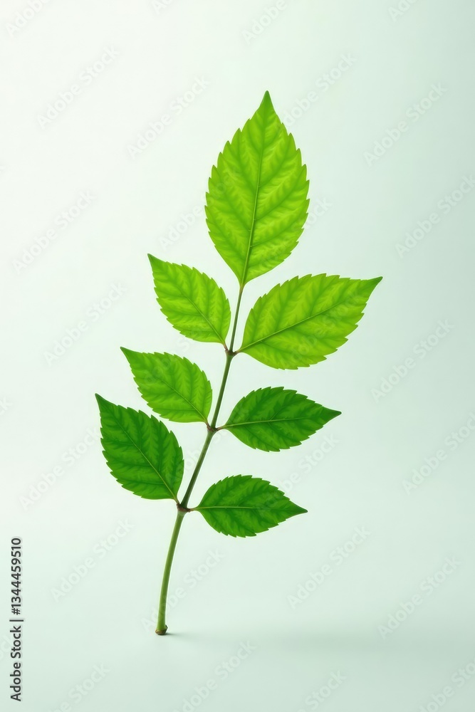 A single branch with delicate leaves isolated on white background, nature, green A single branch with delicate leaves isolated on white background, nature, green