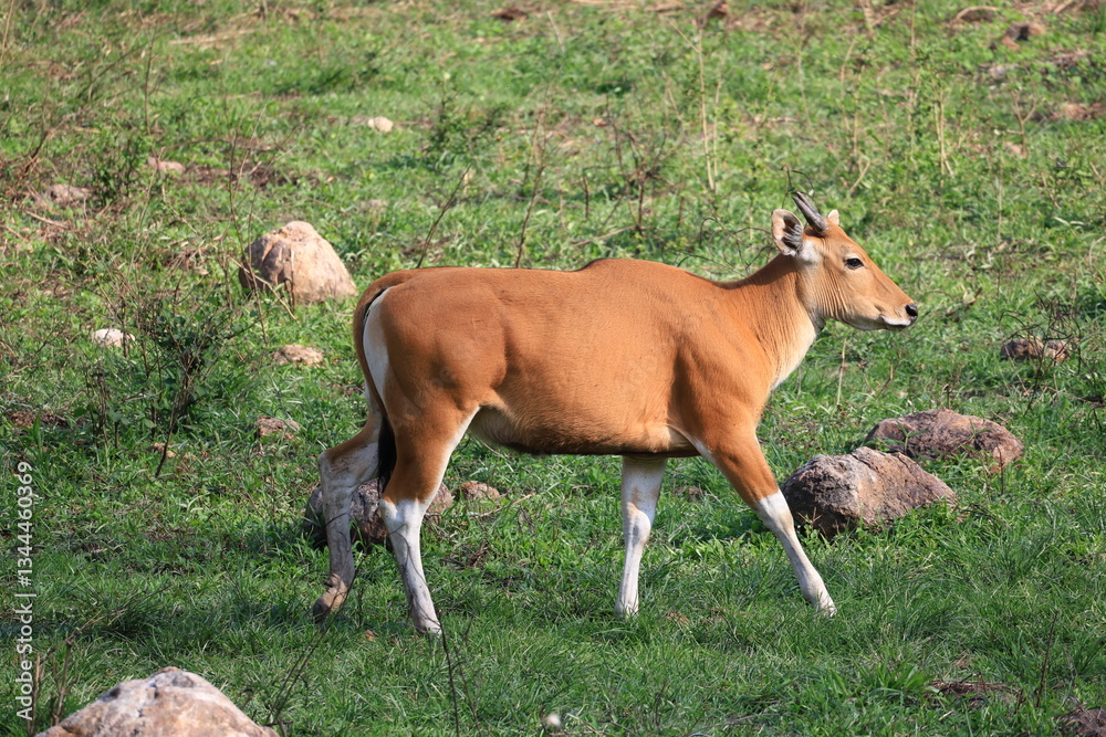 The banteng is a species of wild bovine found in Huai Kha Khaeng Wildlife Sanctuary. Uthai Thani Province, Thailand The banteng is a species of wild bovine found in Huai Kha Khaeng Wildlife Sanctuary. Uthai Thani Province, Thailand