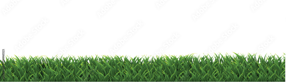 Fototapeta premium green grass isolated on white background