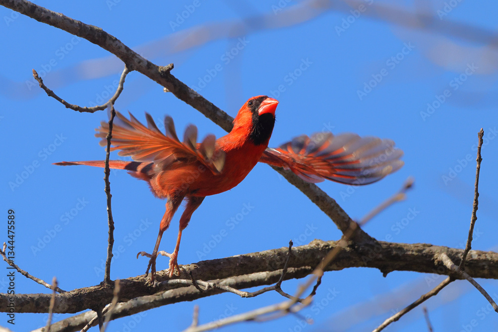 Fototapeta premium Male northern cardinal red bird in flight against blurry blue sky.