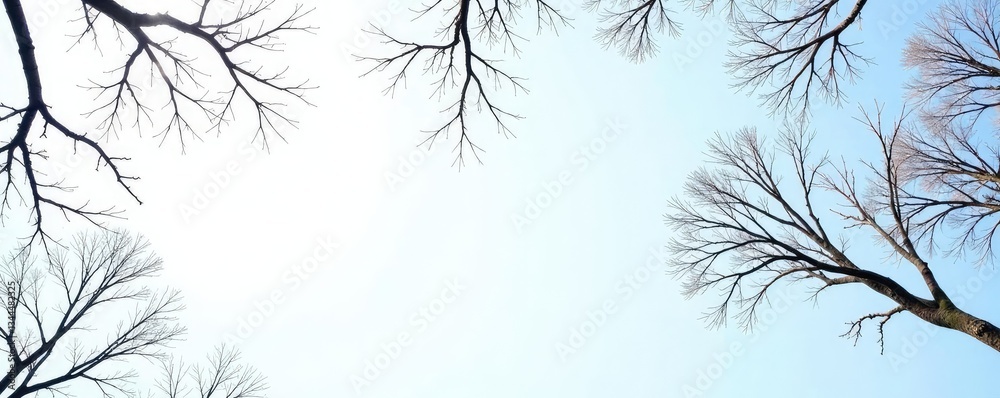 bare tree branches against white sky with hint of blue, serene, texture, tree branches bare tree branches against white sky with hint of blue, serene, texture, tree branches