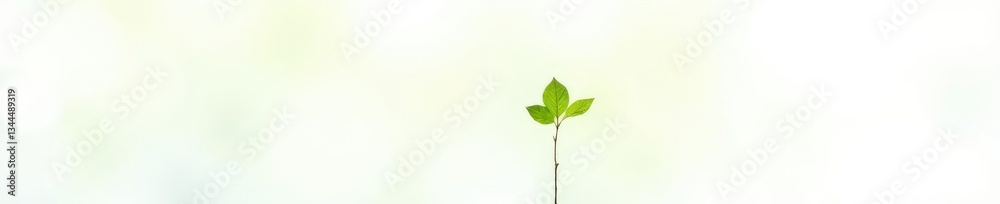 Small isolated plant leaf on white background, , nature, botanical Small isolated plant leaf on white background, , nature, botanical