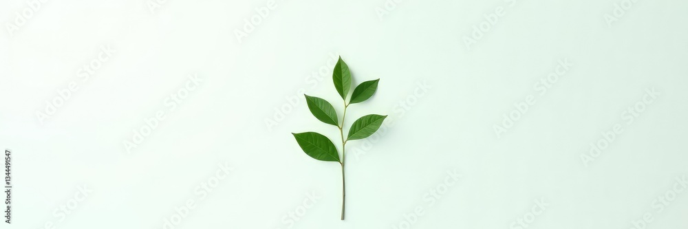 Single stem of green plant isolated on white background, simplicity, botanical Single stem of green plant isolated on white background, simplicity, botanical