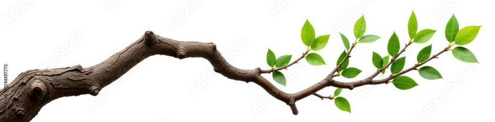 Fototapeta premium Twisted tree branch isolated on white background, organic, nature