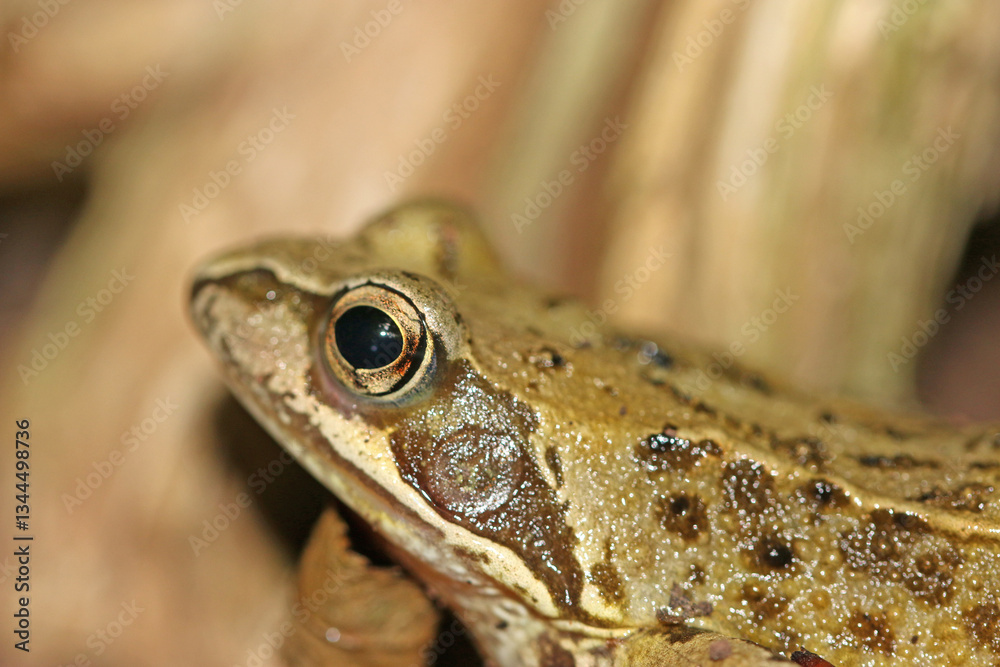 Obraz premium Toad on the ground 