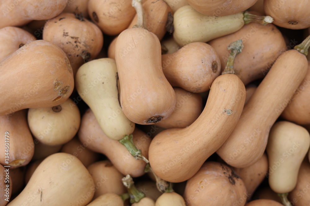 Pile of Fresh Butternut Squash at a Farmers' Market Pile of Fresh Butternut Squash at a Farmers' Market