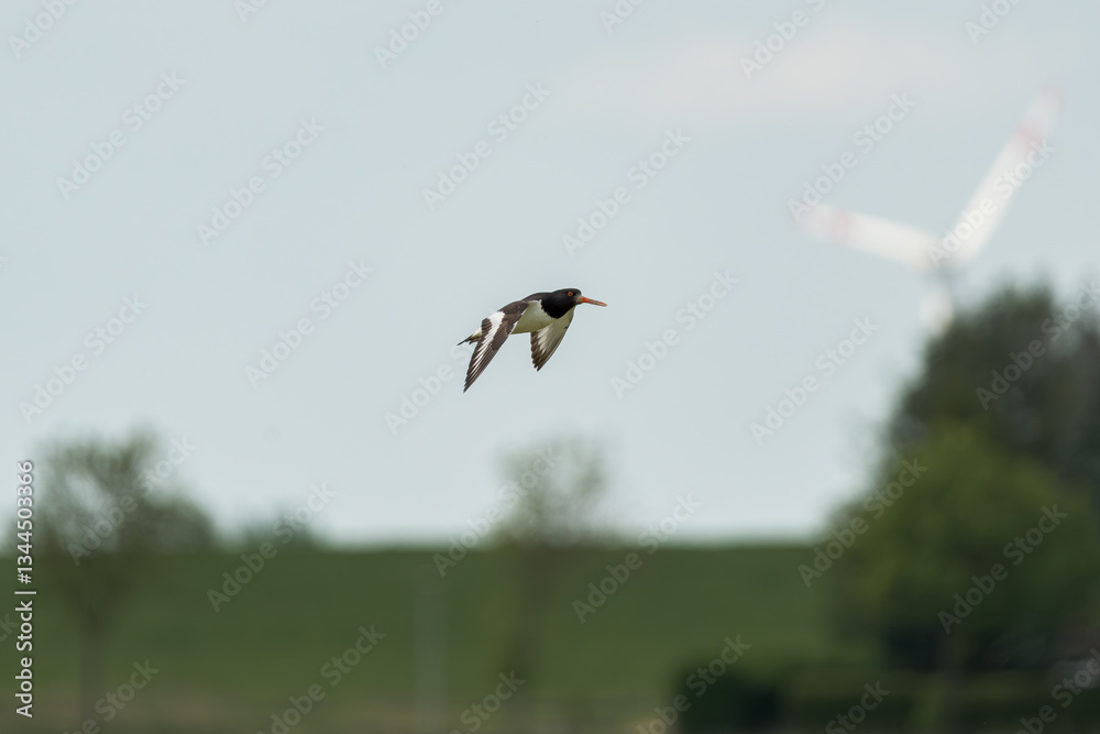 Obraz premium Austernfischer