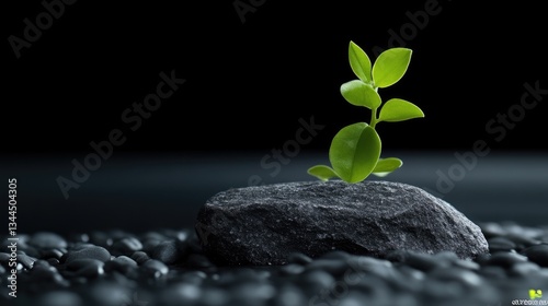 A small sprout emerging from a dark stone, amidst pebbles.  A delicate new life amidst a simple natural setting