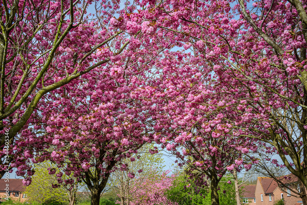 Naklejka premium Clusters of blooming branches from several pink Prunus Kanzan cherry trees fill the frame, near a residential area in spring