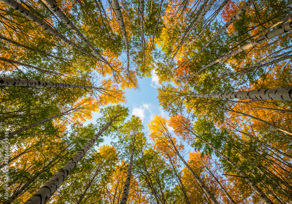 Obraz premium 青空と木々のコントラスト、見上げれば広がる世界